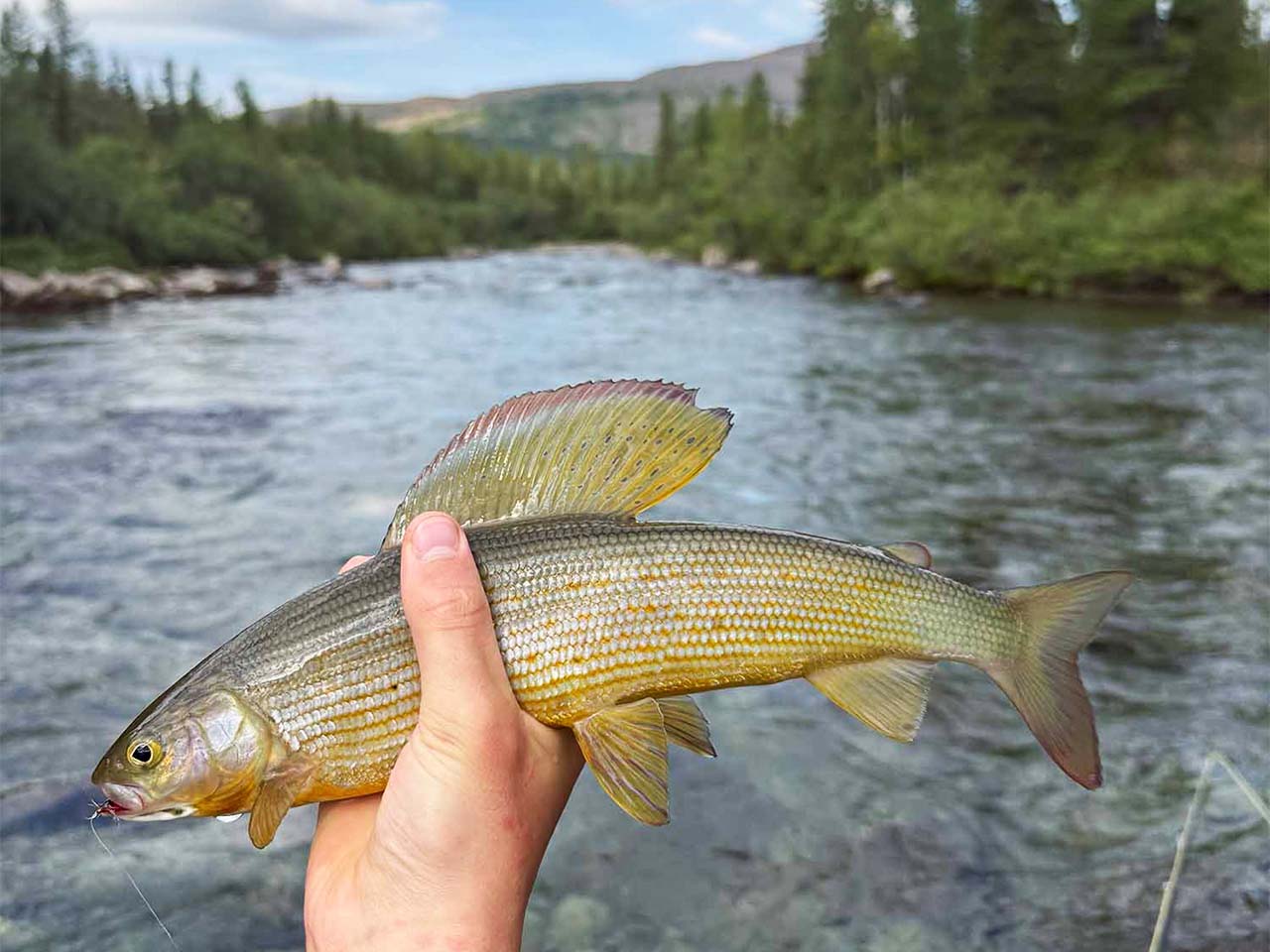Рыбалка на Полярном Урале
